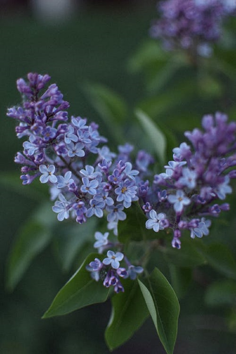 Lilac vs Hydrangea, Which of These Flowers is the Most Beautiful?